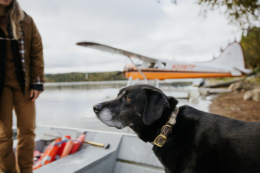 The Best Water Dog Collar In The World