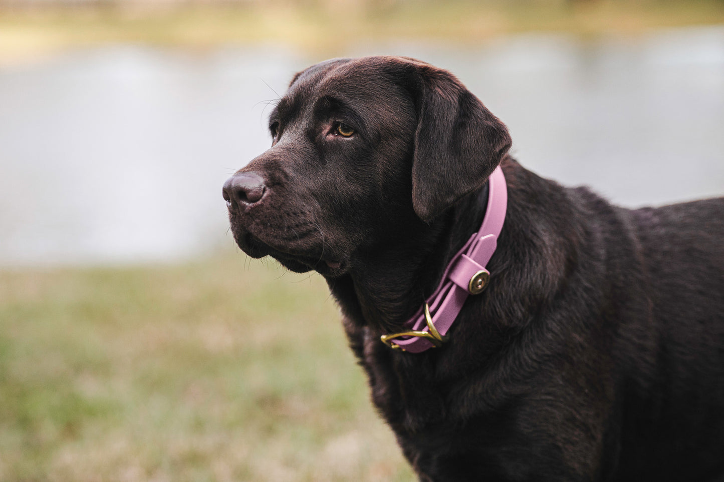 Water Dog Collar Lavender