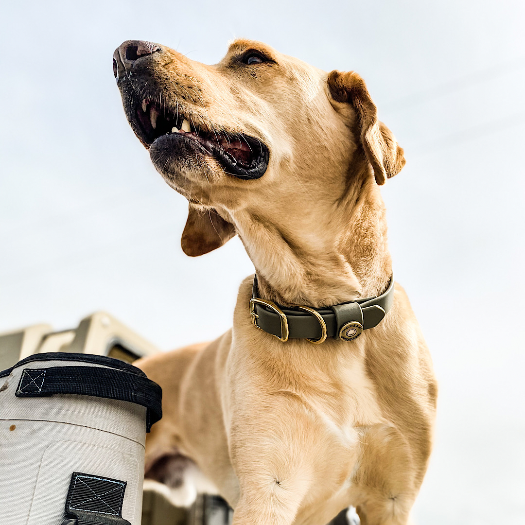 Water Dog Collar Olive