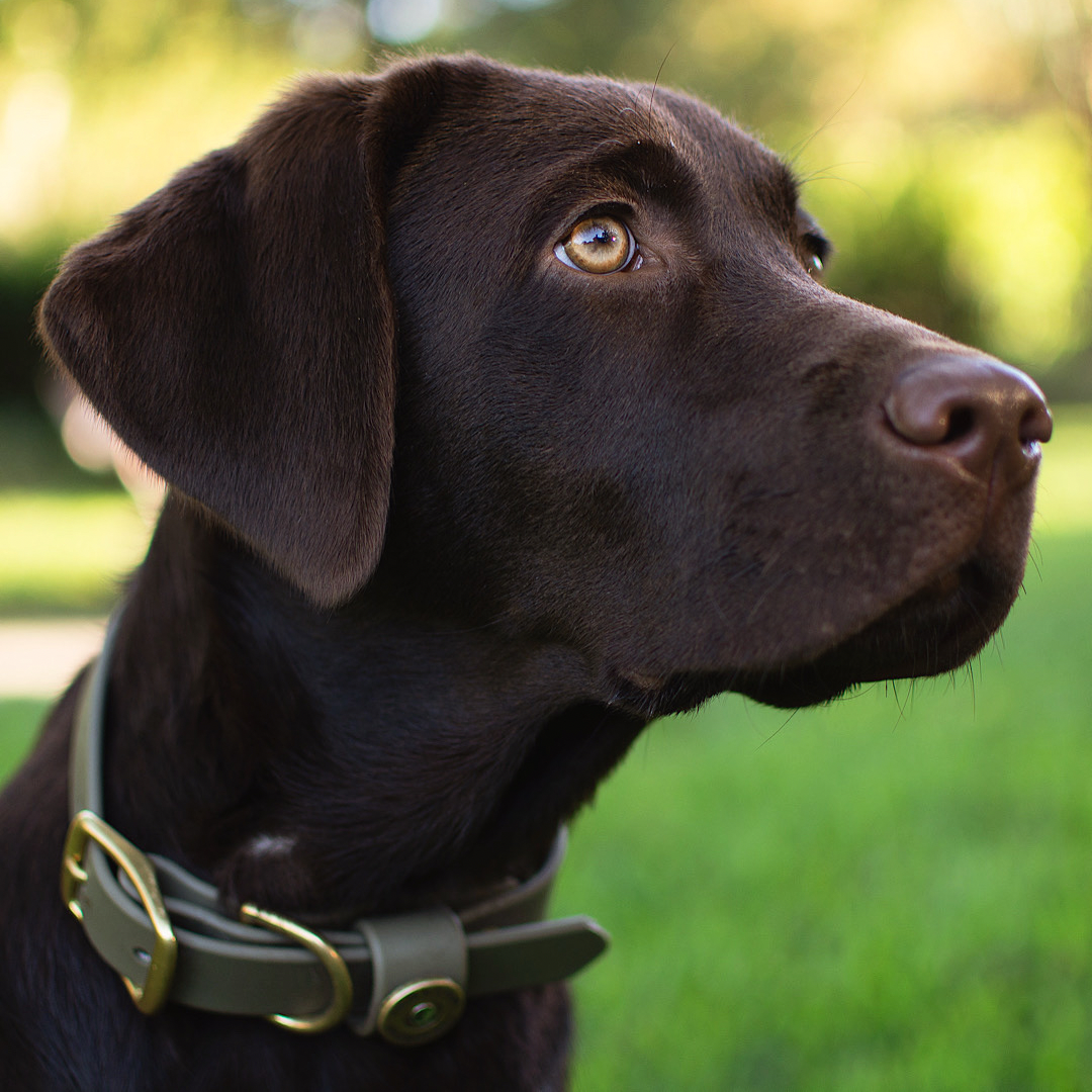 Water Dog Collar Olive
