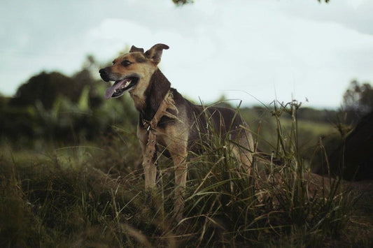 Fishing With Your Canine Companion: The Gear You Need - Over Under Clothing