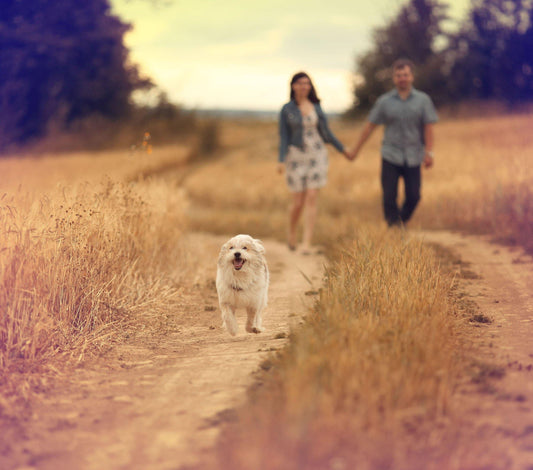 Outdoor Activities to Bring Your Dog To - Over Under Clothing