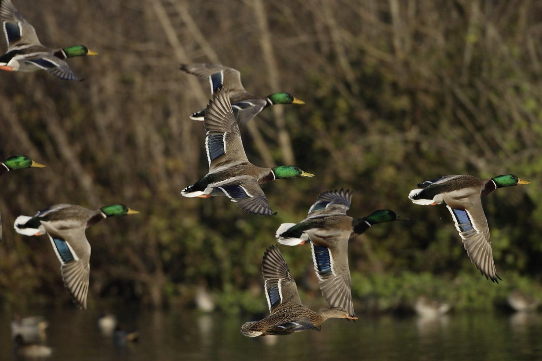 The Duck Call: More Than a Piece of Basic Hunting Gear - Over Under Clothing