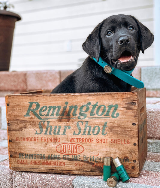 black puppy in box with green dog collar