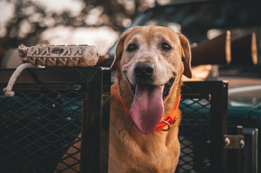 Light brown dog sitting with mouth open and wearing fluorescent orange, waterproof dog collar