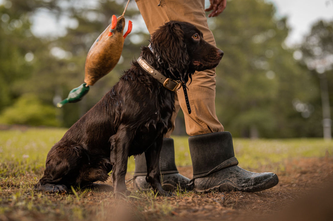 3 Summer Safety Tips for Hunting Dogs