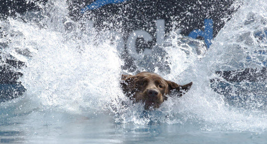 How to Train Your Labrador Retriever Puppy to Love Water - Over Under Clothing
