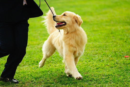 Supplies You Need For Exercising With Your Dog - Over Under Clothing