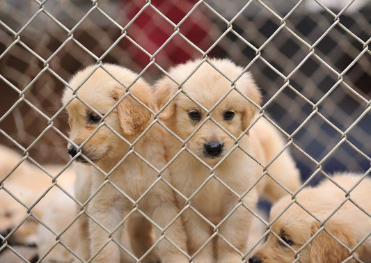 How to Socialize Your Puppy So You Can Take Them Nearly Anywhere - Over Under Clothing