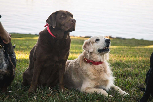 Have a New Puppy? Get These Essential Accessories - Over Under Clothing