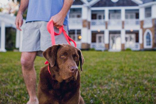 Why America Loves the Labrador Retriever