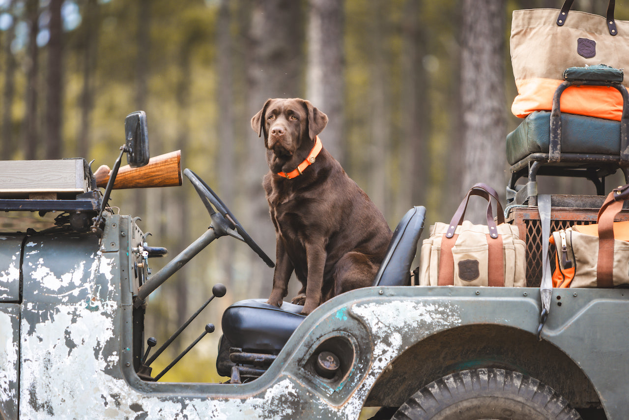 Dog Collars – Over Under Clothing