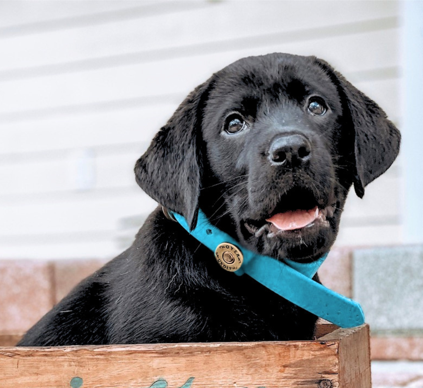 Water Dog Collar Atlantic Blue