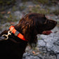 Water Dog Collar Blaze Orange/Camo Keeper