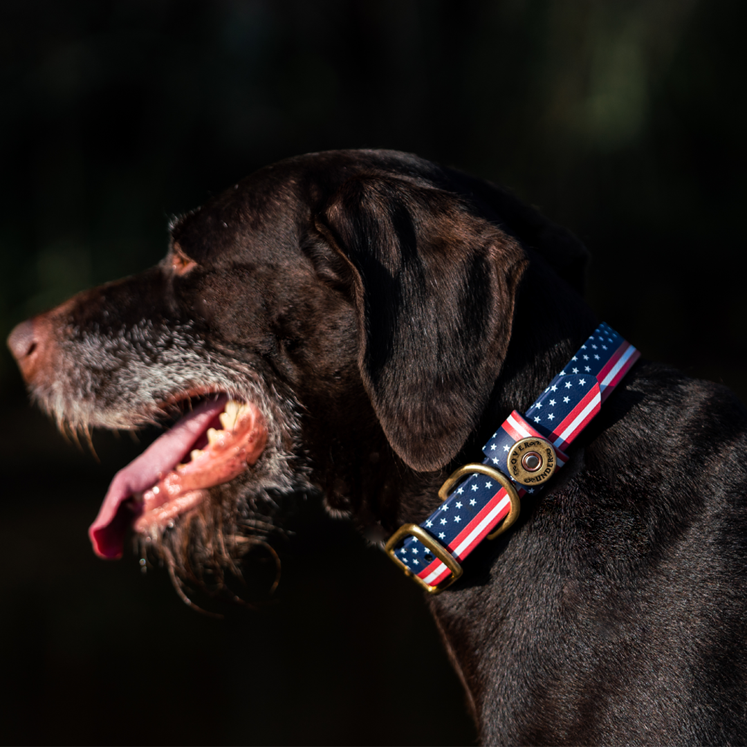 Patriot Water Dog Collar 19