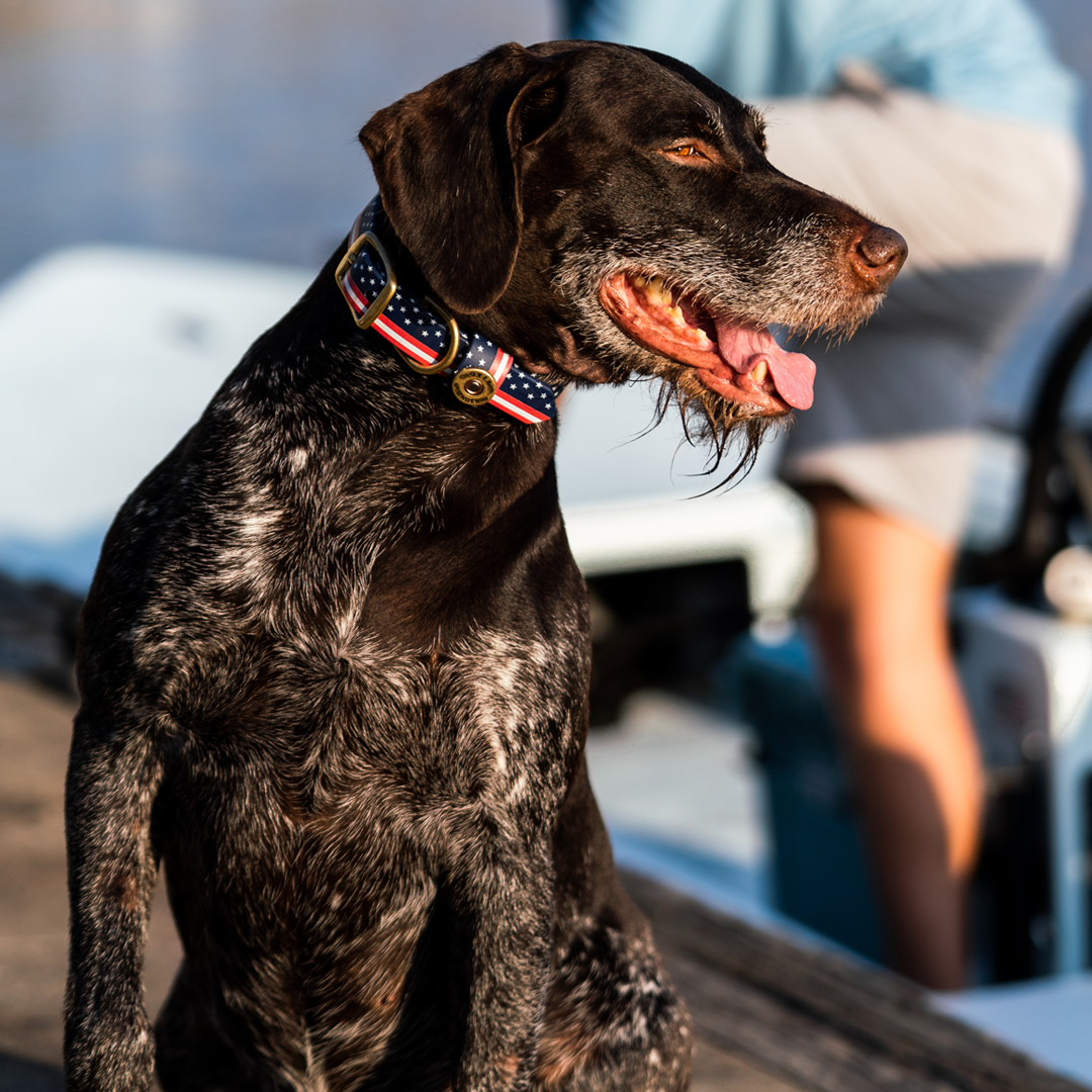 Patriot Water Dog Collar