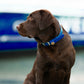 Water Dog Collar Admiral Navy