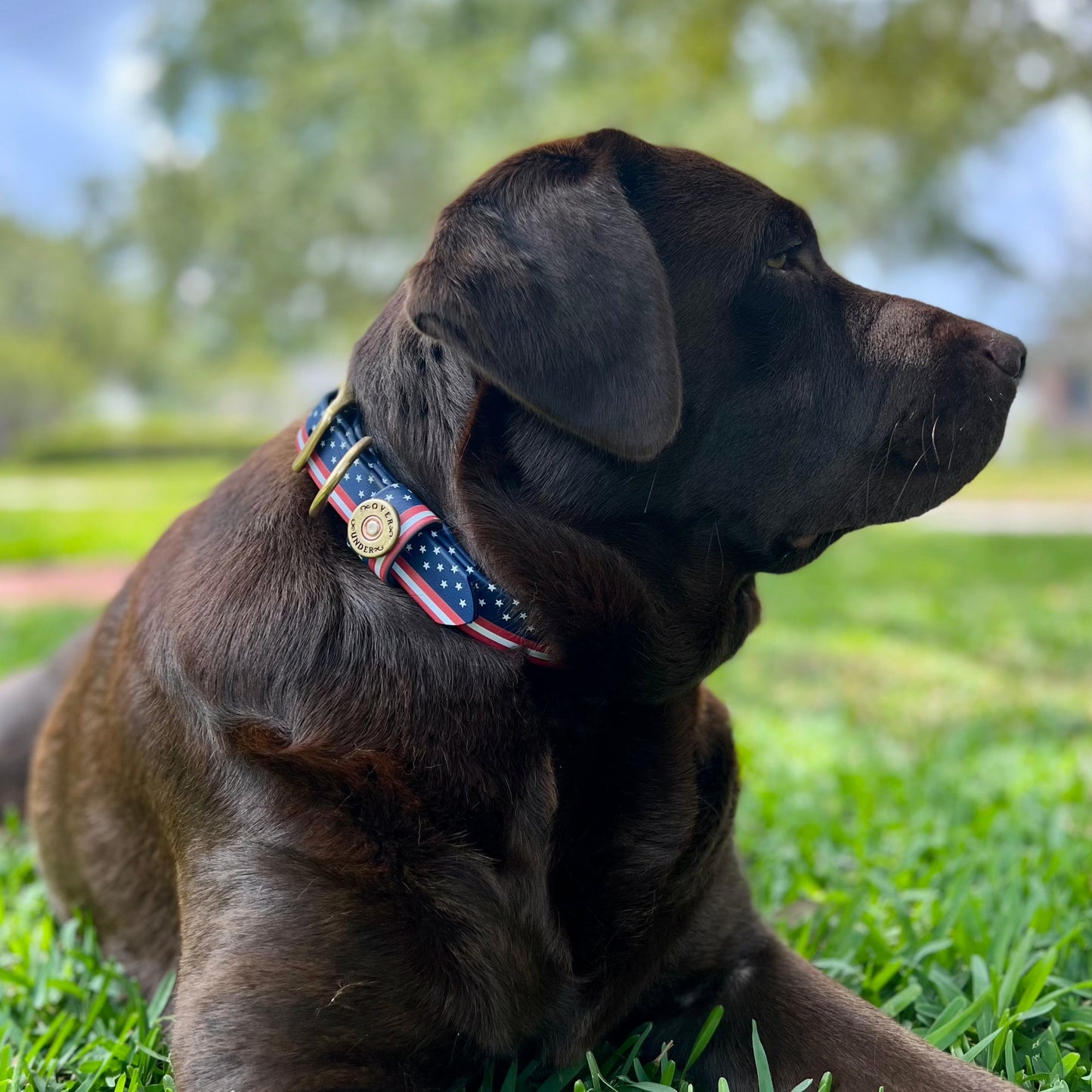 Patriot Water Dog Collar