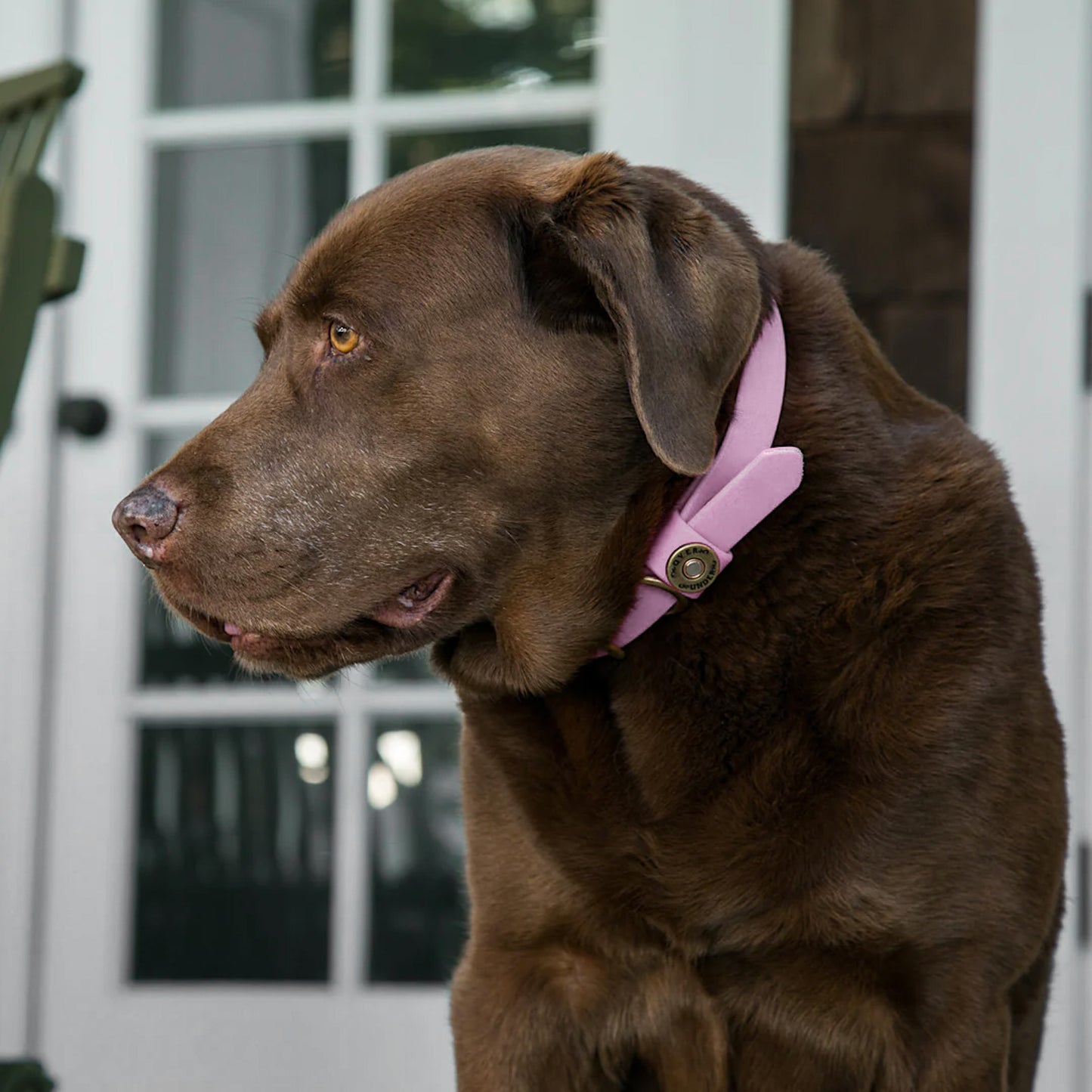Water Dog Collar Lavender