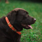 Water Dog Collar Blaze Orange