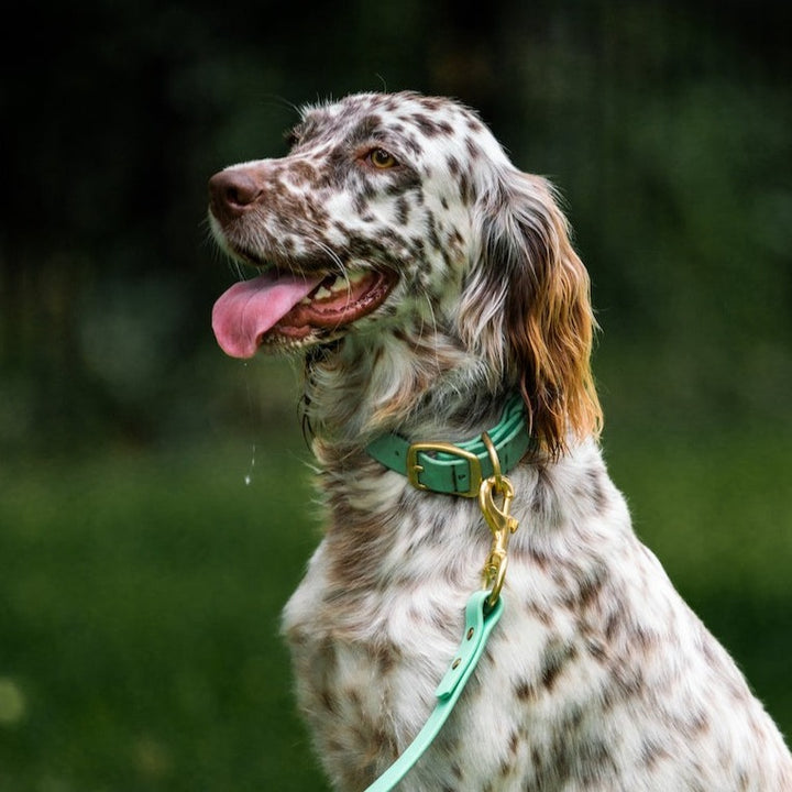 Dog Collars – Over Under Clothing