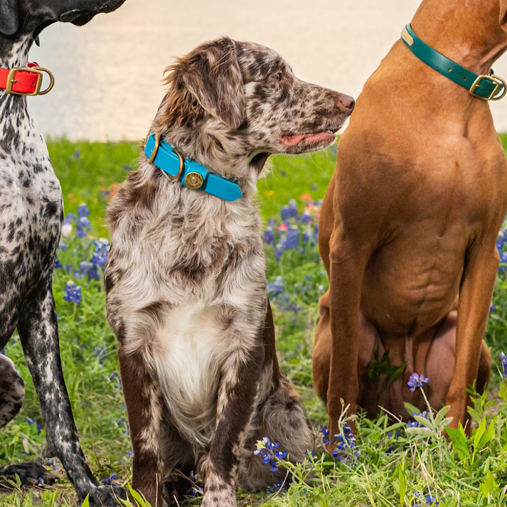 Water Dog Collar Aqua Blue Over Under Clothing