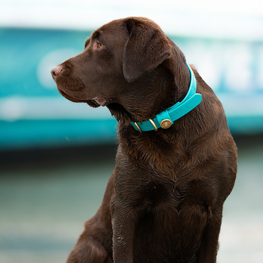 Over under dog collar online