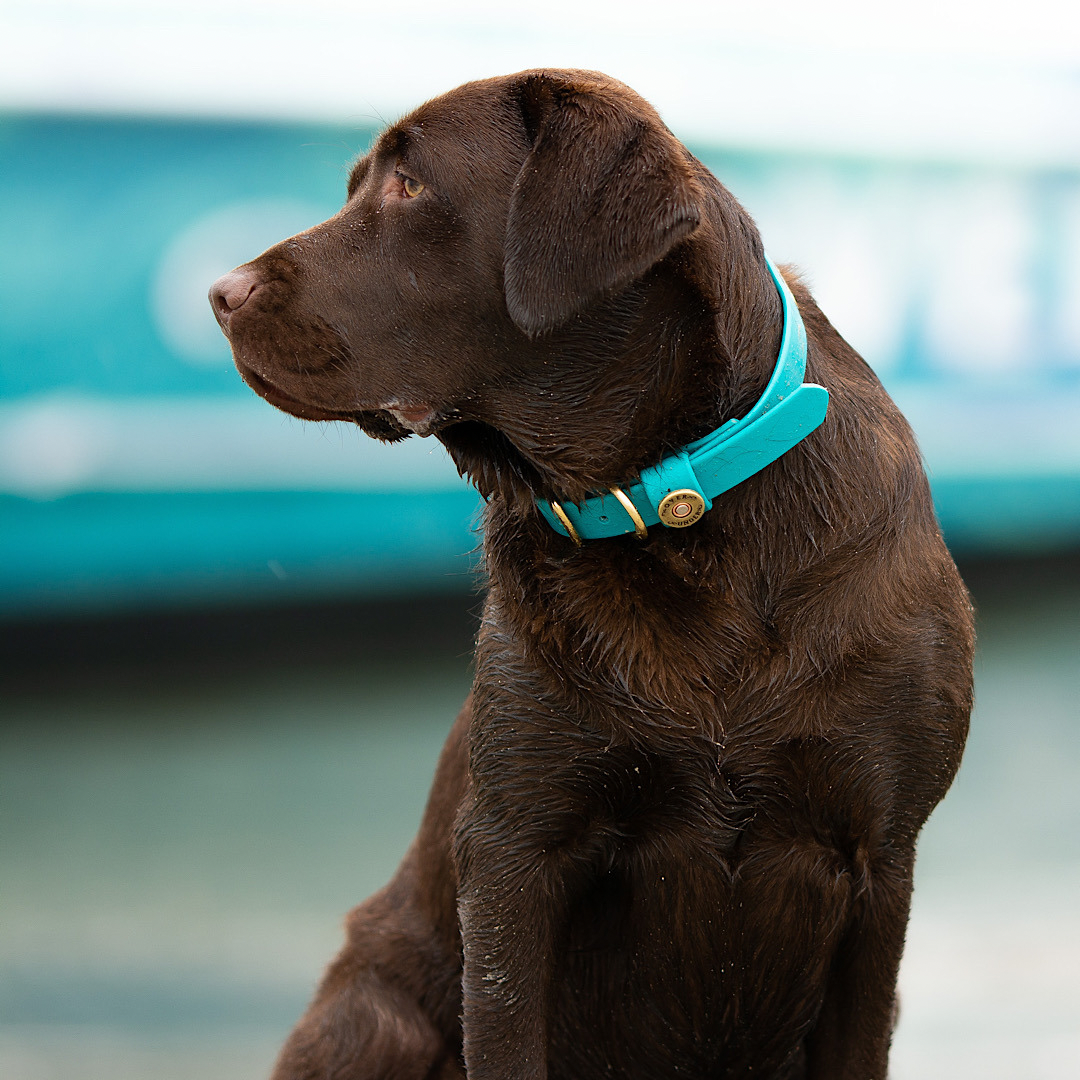 Water Dog Collar Teal