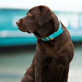Dog Collars – Over Under Clothing