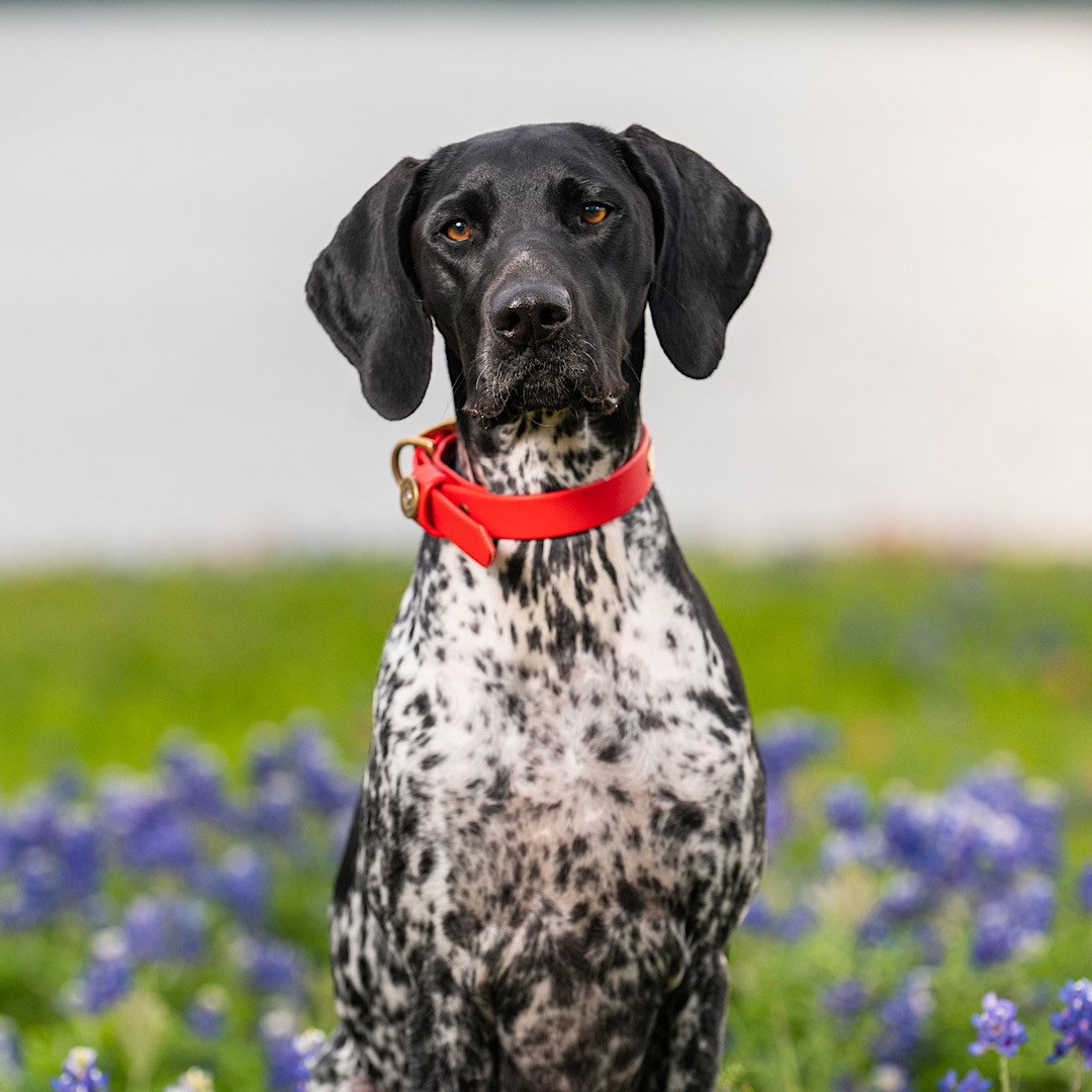 Water Dog Collar Red