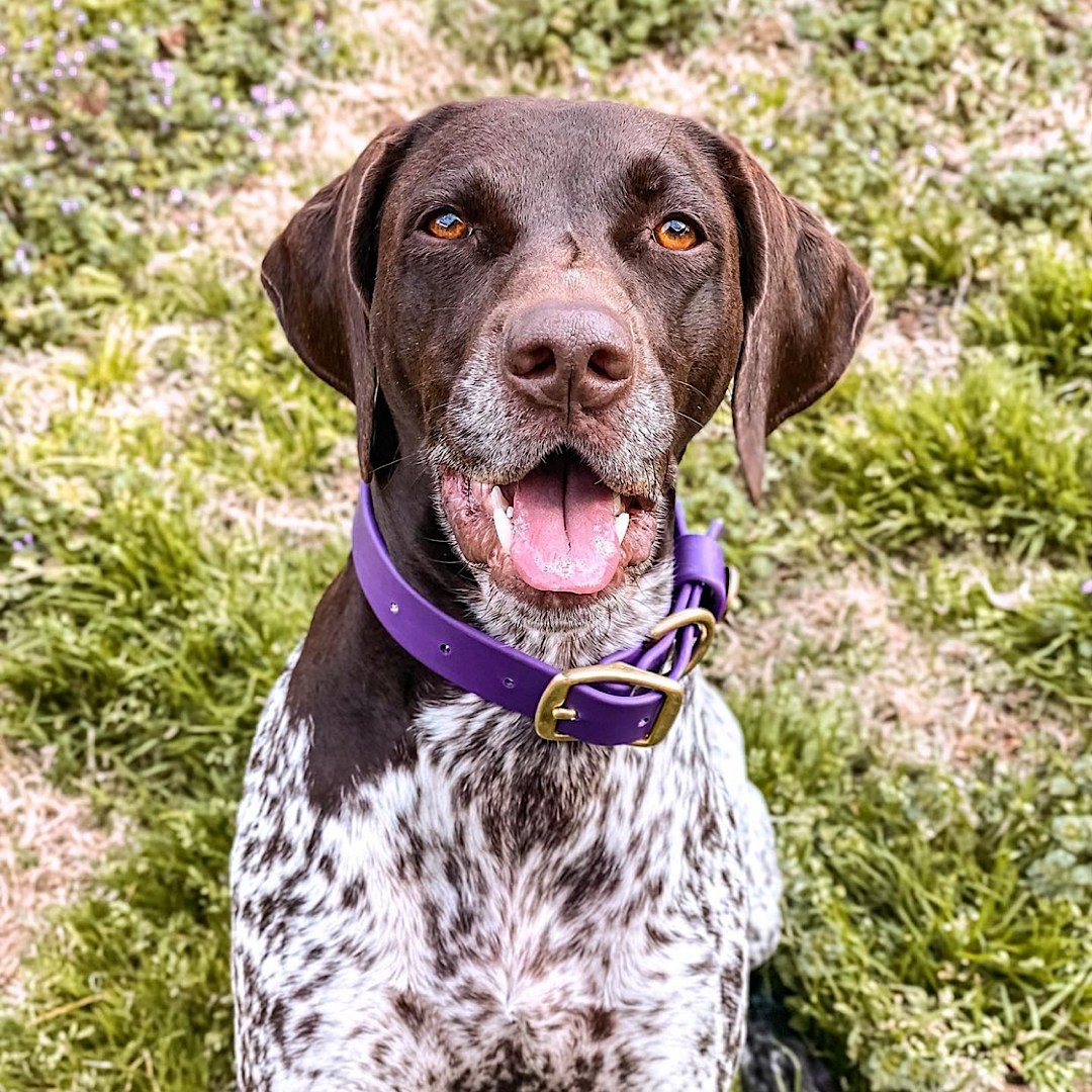 Water Dog Collar Purple