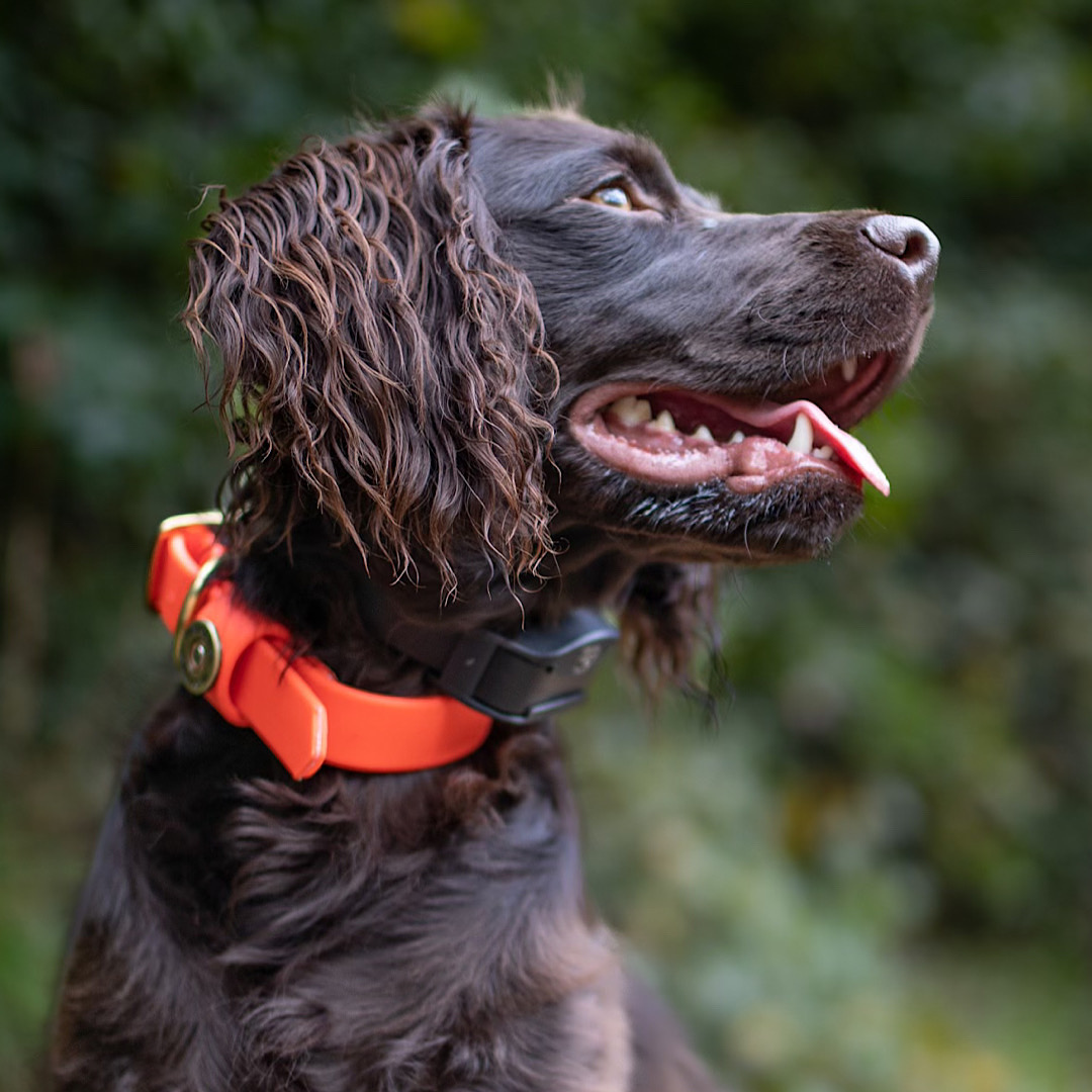 Water Dog Collar Blaze Orange