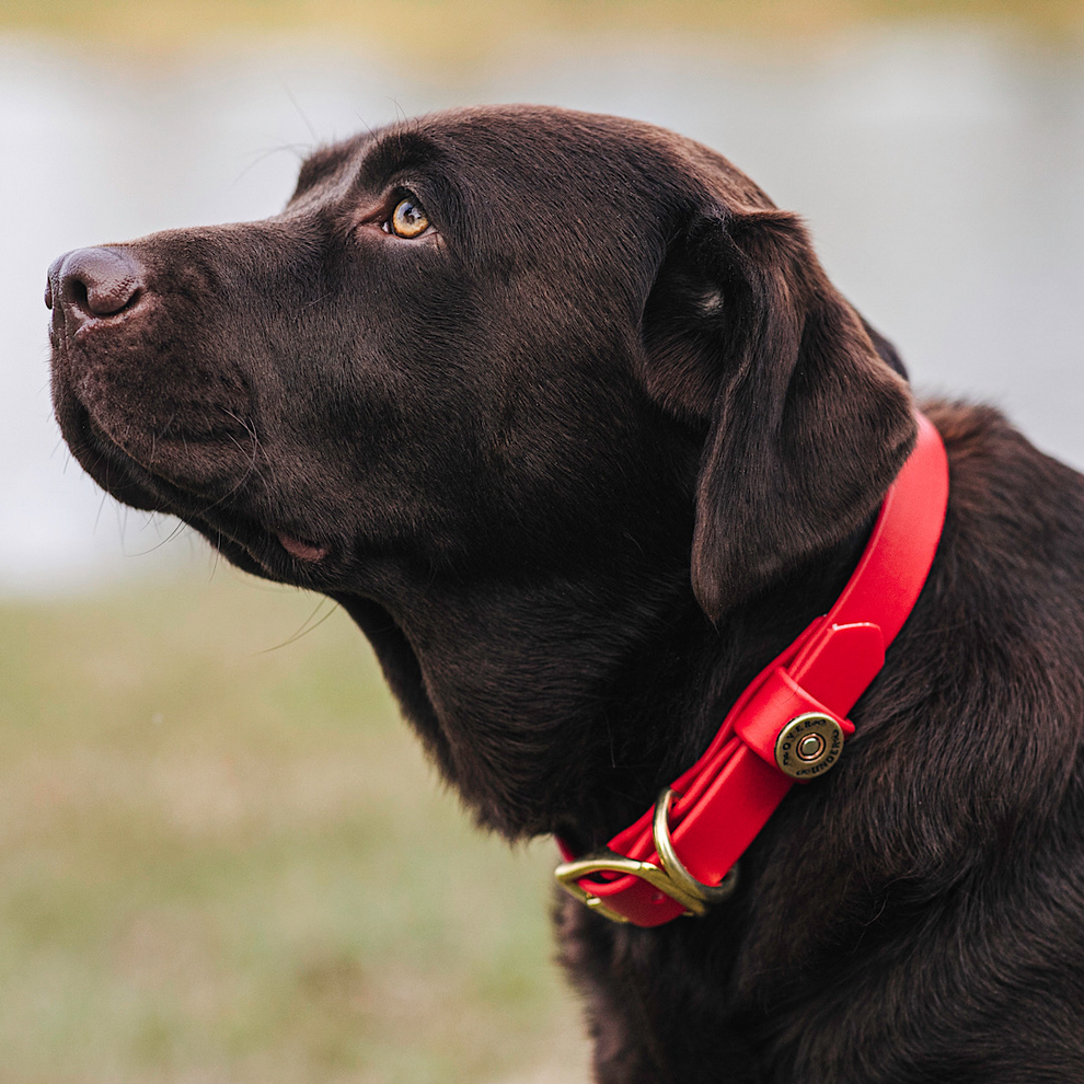 Water Dog Collar Red Over Under Clothing