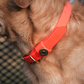 Water Dog Collar Blaze Orange