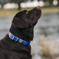 Water Dog Collar Cobalt Blue