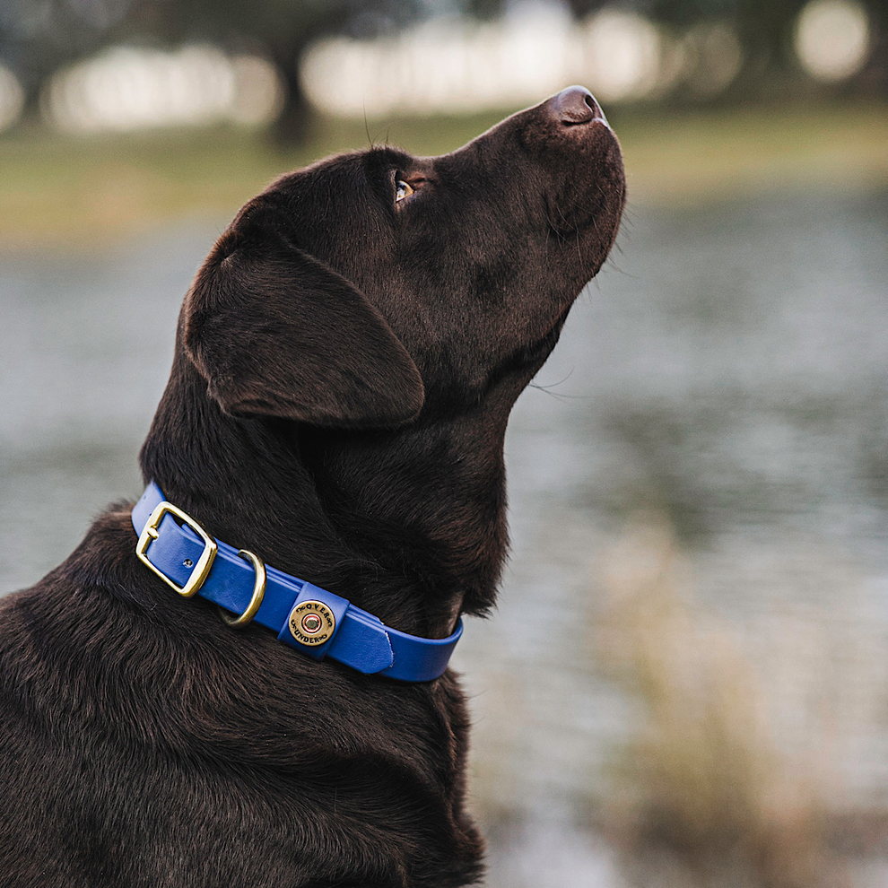 Water Dog Collar Cobalt Blue Over Under Clothing