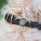 Water Dog Collar Brown