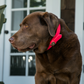 Water Dog Collar Pink