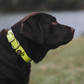 Water Dog Collar Safety Yellow