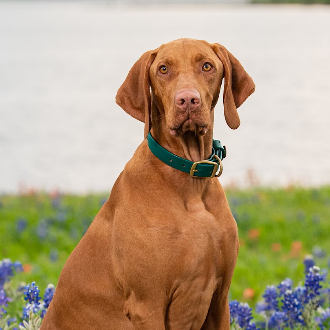 Water Dog Collar Alpine Green