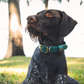 Water Dog Collar Alpine Green